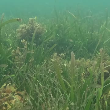 Any Day Snorkeling Is A Good Day!! #mangrove
