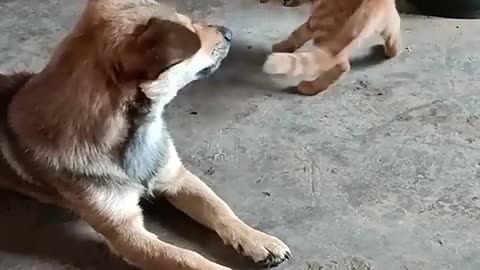 LOL, When You Have A NaugHty FFriend! Funny Cats & Dogs Videos 😺🐶😂😂 -EPS776 #cuteanimalshare