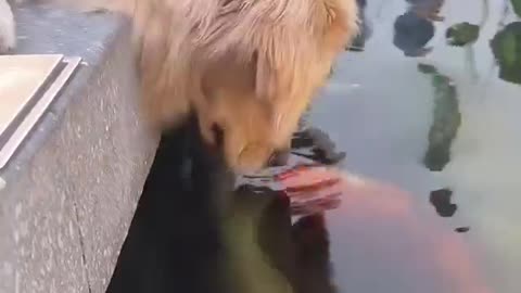 A dog never stop to amaze