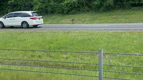 Kangaroo on the Interstate in Auburn, Alabama