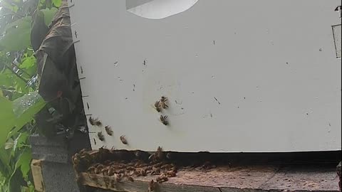 Saturday Noon - Bees in the Rain