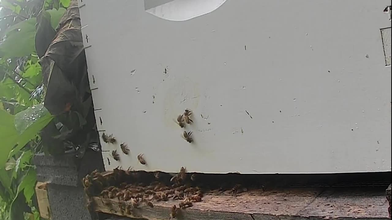 Saturday Noon - Bees in the Rain