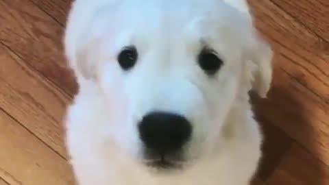 Fun Animals