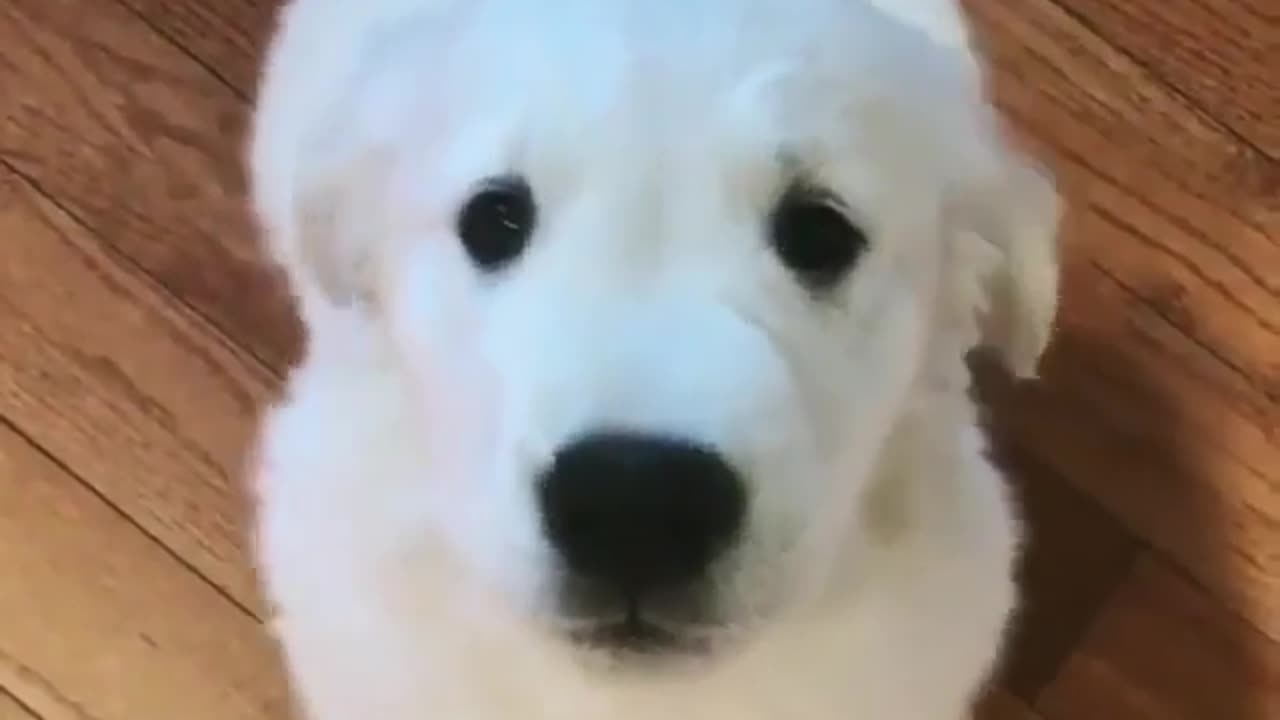 Fun Animals