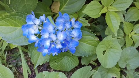 Hydrangea