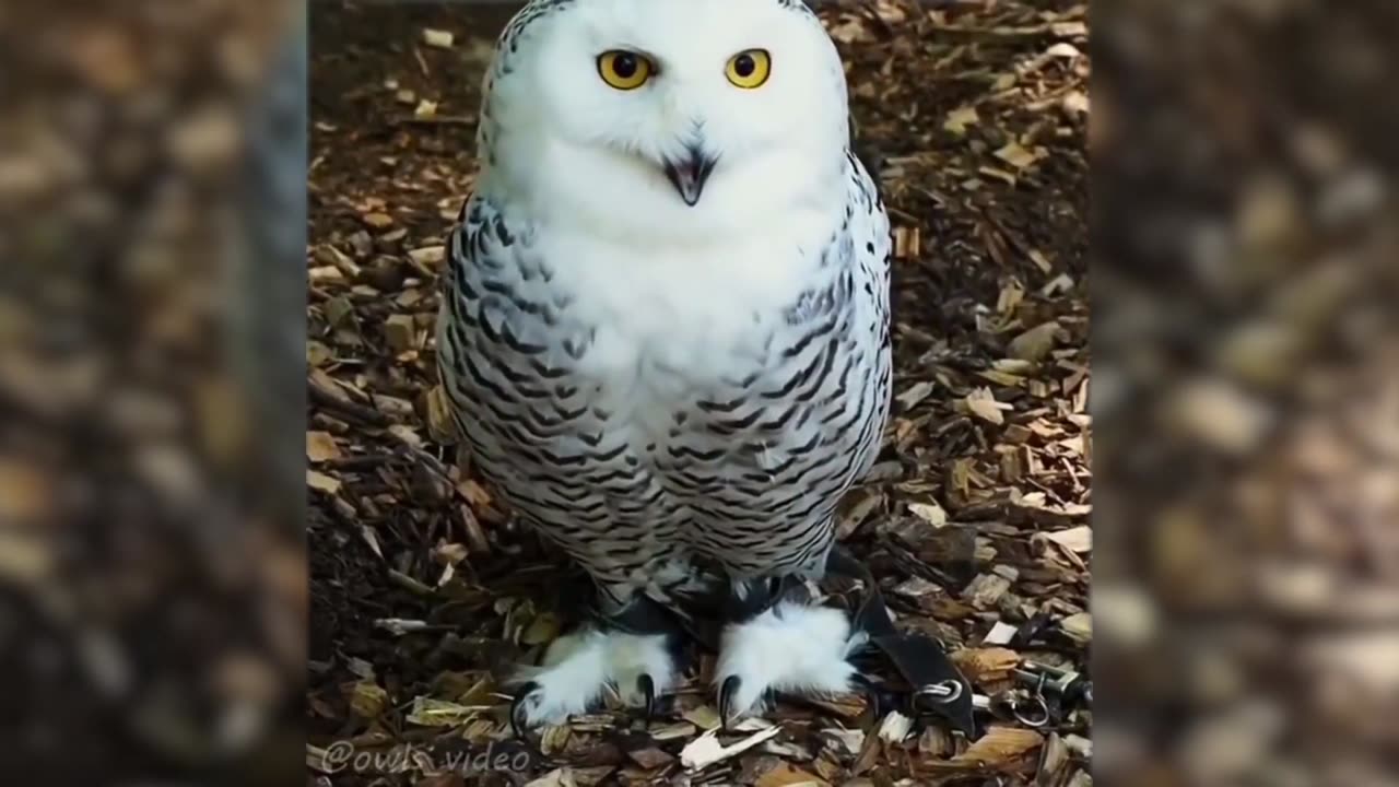 The best video of funny animals 2020