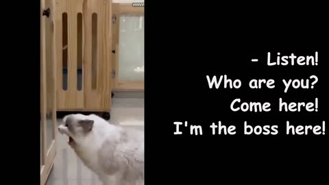 Cat in front of the mirror