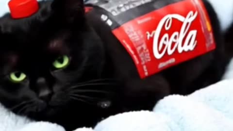 Co-Cat Cola