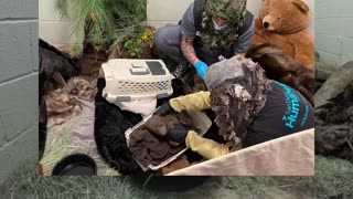Empleados de albergue se disfrazan de oso para cuidar a un osezno