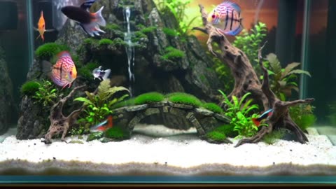 Aquascape Live: Nature’s Harmony in Glass