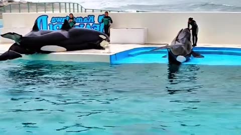 Did the Killer Whale Really Kill Her? The Truth Behind Jessica's Viral Death Story"