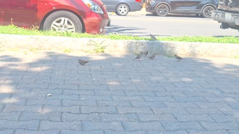 Sparrows and finches eating bird seed