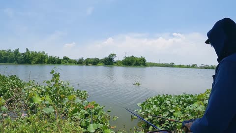 Barsch am Köder Angeln am Fluss #Barschangeln #Süßwasser #Fischjagd