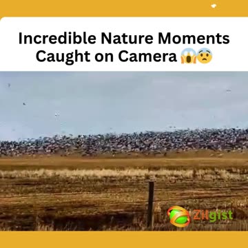 Incredible Nature Moments Caught on Camera 😱😨