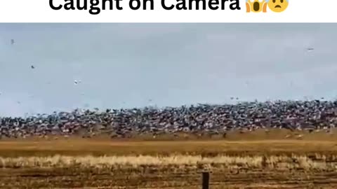 Incredible Nature Moments Caught on Camera 😱😨