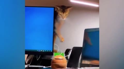 "😂 Cat Funny Video | Non-Stop Cat Comedy!"