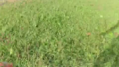 Un elefante salvaje intenta atacar a un motorista en Sri Lanka