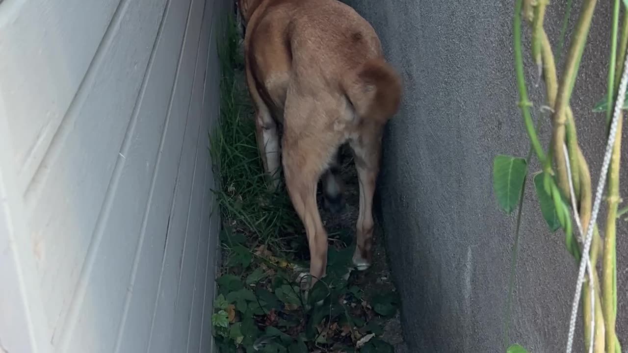 Dog Goes Reverse Mode
