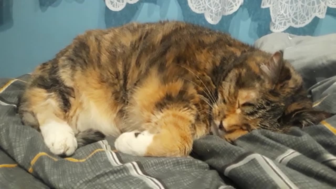 The Sleep Master: Watch This Cat Doze Like a Pro