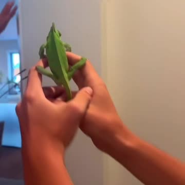 Insect control specialist