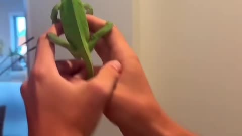 Insect control specialist