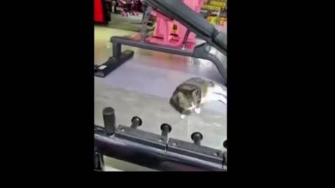 Fur-tastic Fails and Animal Antics