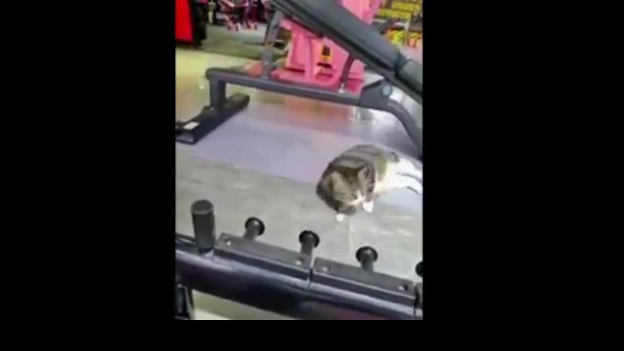 Fur-tastic Fails and Animal Antics