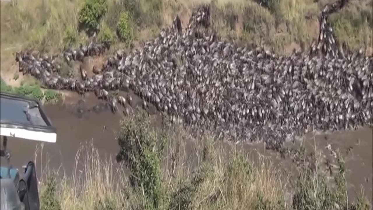 wildebeest migration crossing the mara river