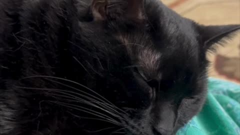 Cute Precious Piper Drifts Off Easily in My Lap - My Adopted Shelter Cat Vlog #shorts