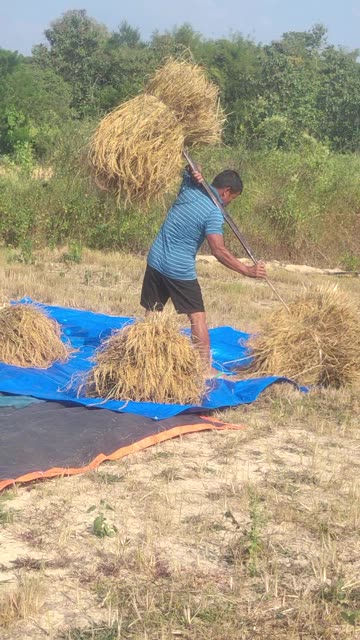 Rice Harvesting Season | Golden Fields, Hard Work & Rural Life
