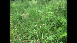 Earth And Sky Sweetgrass May 2022