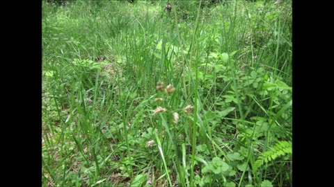 Earth And Sky Sweetgrass May 2022