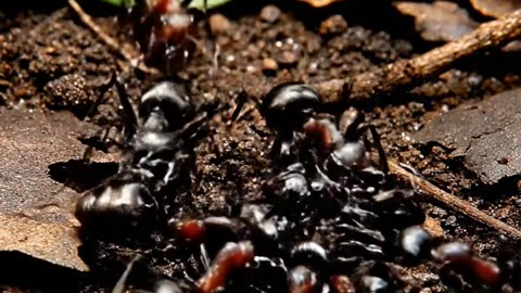 Ant swarm.