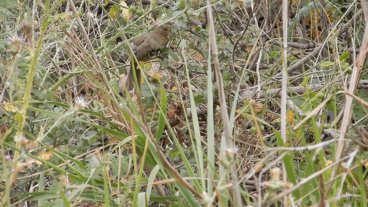Bird VS Squirrel
