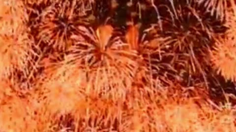 🔥🌌 Sky Full of Fire & Magic 🎇✨#FireworksShow 🎆🔥 #SkyMagic 🌌✨ #CelebrateLife 🎉 #FestivalVibes 💥