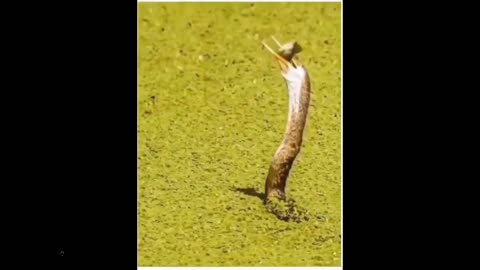 It was a battle - luck and squiring - there is always a chance to escape death