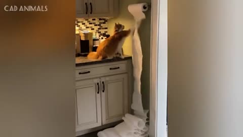 CATS- Crazy Antics and Unstoppable Chaos Compilation 2025