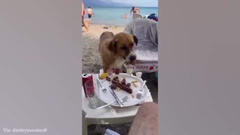 Funny Dog Videos