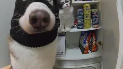 Catnip Isn't Safe