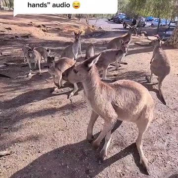 Kangaroo diaries only in Australia 🇦🇺