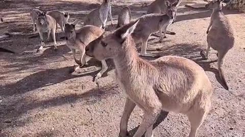 Kangaroo diaries only in Australia 🇦🇺