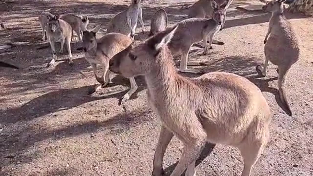 Kangaroo diaries only in Australia 🇦🇺