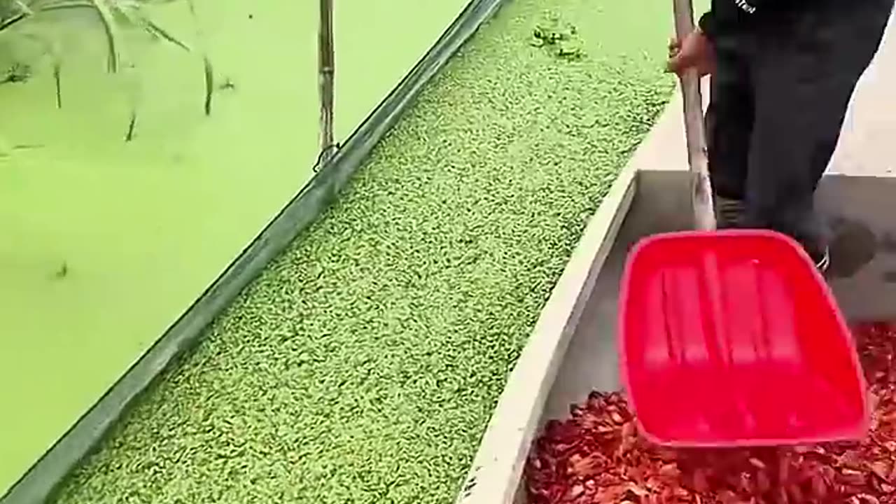 How do Chinese farmers feed softshell turtles_