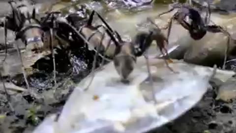 Zombie Ants 😨 Parasitic Fungus Ophiocordyceps unilateralis