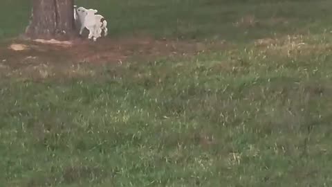 I think we could all use baby goats right now.🐐😅