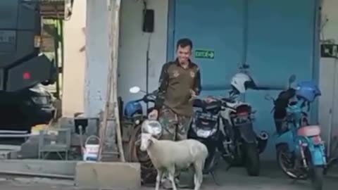 Crazy goat