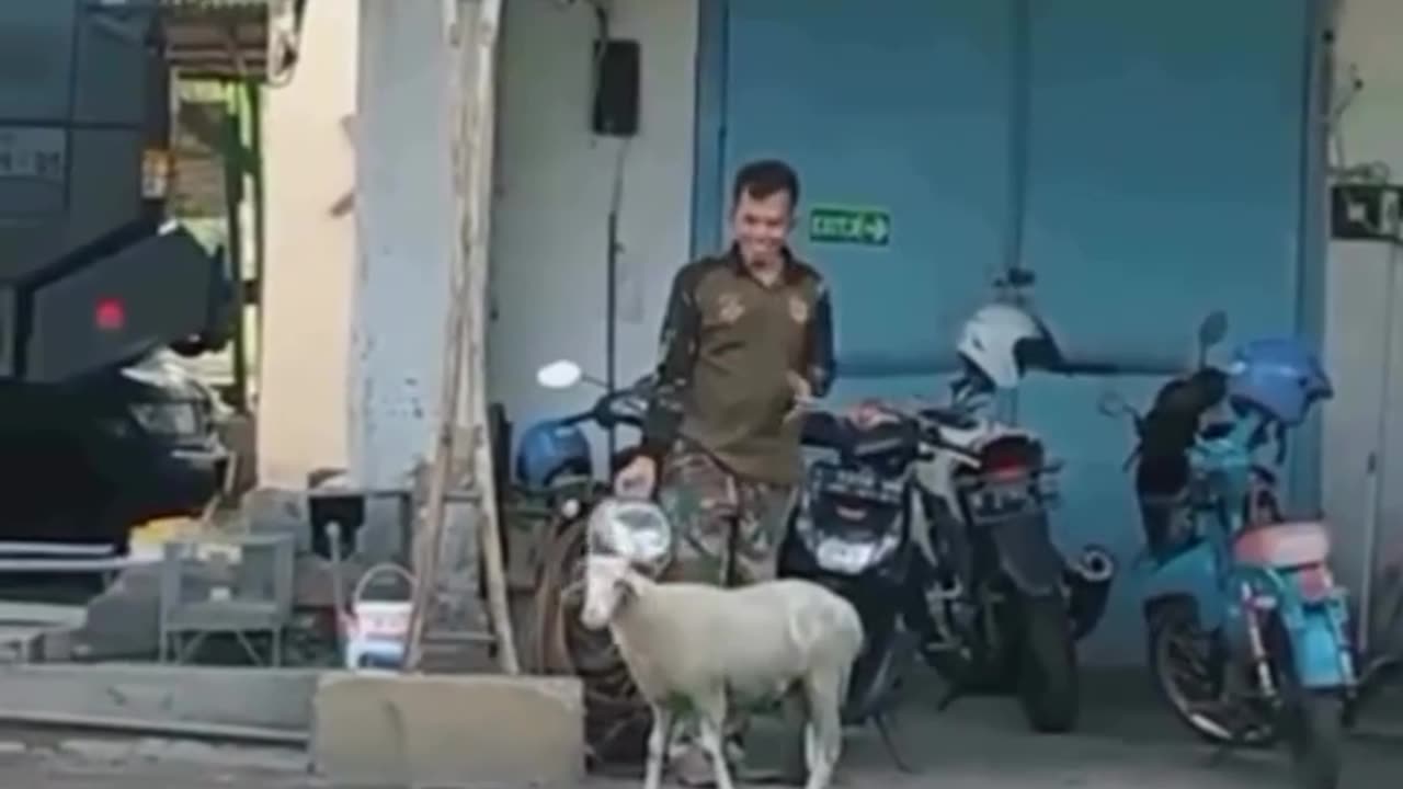 Crazy goat