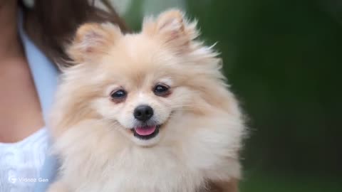 Puppy Wiggle Parade