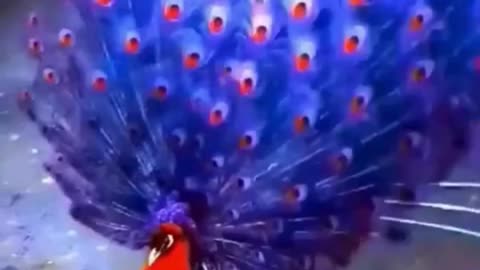 💋 Good Morning, Colors of Peacocks