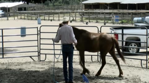 Skipper Calder & Cowboy-up Ministry bring horse training with a message at 11am.